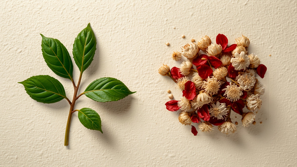 Fresh tea leaves beside a bundle of dried herbs and flowers