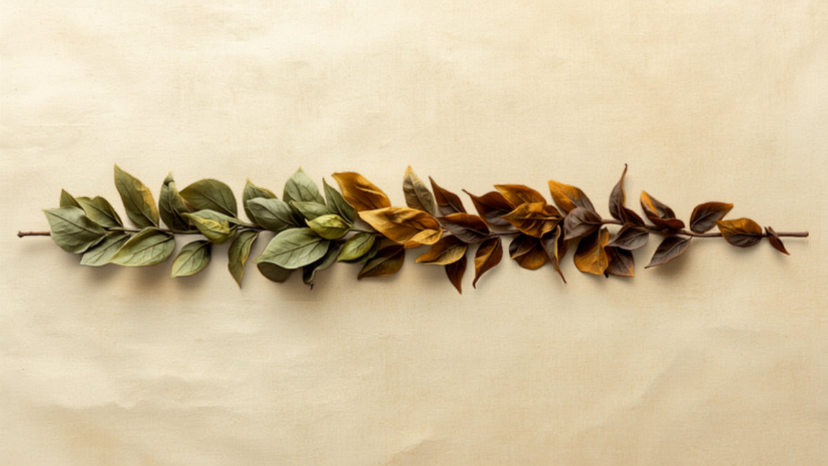 Oolong tea leaves showing a range of oxidation from light green to dark roasted